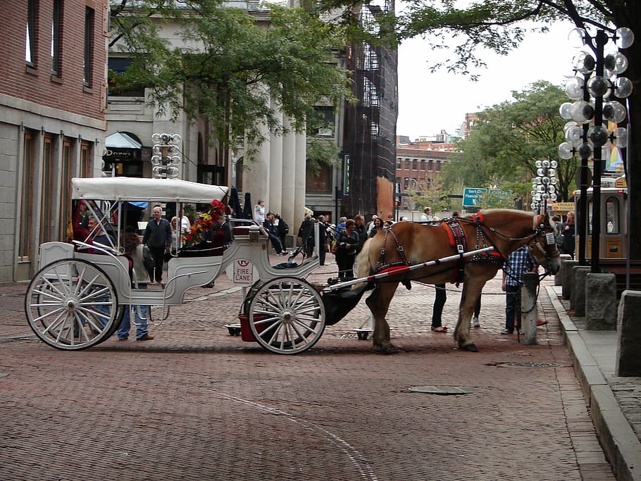 horse, carriage, boston, coach, tourist, horse-drawn, domestic animals, domestic, animal themes, mammal