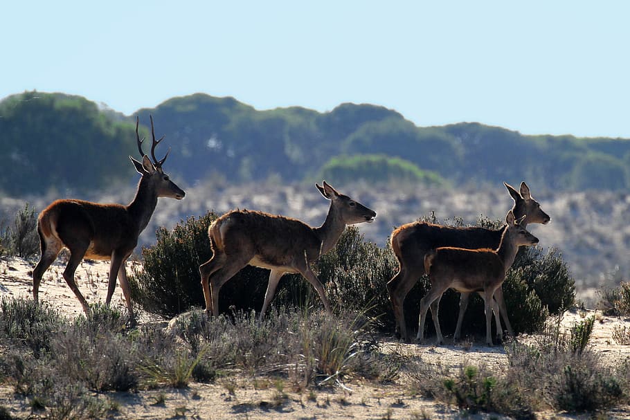 doñana national park, spain, deer morning, stroll, family, group, animals, buck, doe, fawn