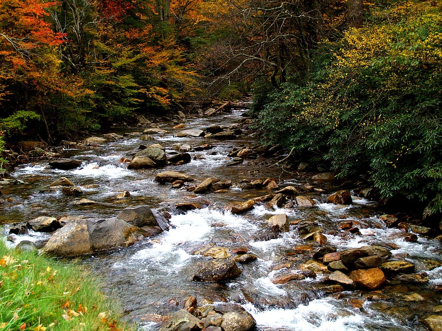 Stream, rocas, árboles, escénico, Great Smoky Mountains, Tennessee, Smokies, parque, arroyo, agua
