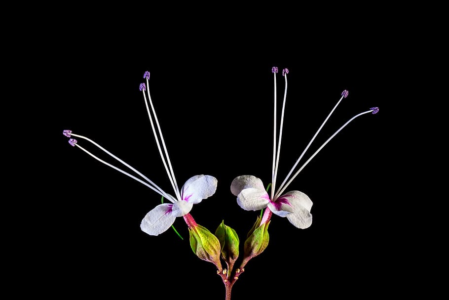 flor silvestre, flor, rosa blanco, naturaleza, planta, pétalo, primer plano, cabeza de flor, foto de estudio, fondo negro