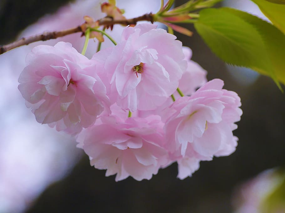 flores de cerezo, flores de cerezo dobles, rosa, verde, hoja, karen, lindo, fresco, tranquilo, japón