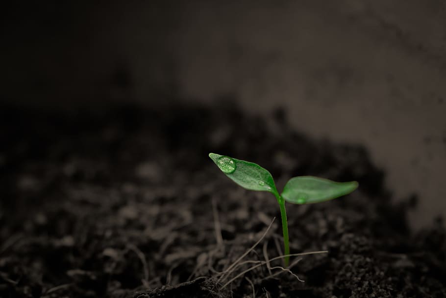 selective, focus photography, green, leaf plant, grow, grow up, plant, rain, single, singular