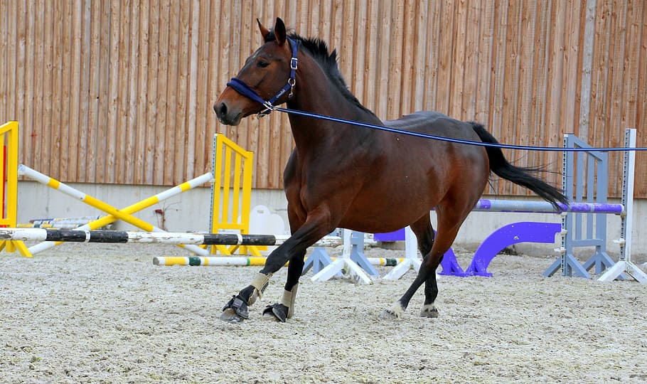 galloping, horse, wearing, leash, dark brown, lunging, lunge, training, clay court, hurdles