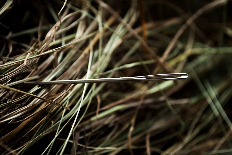 needle, hay, needle in a haystack, metaphor, plant, close-up, nature, focus on foreground, growth, day