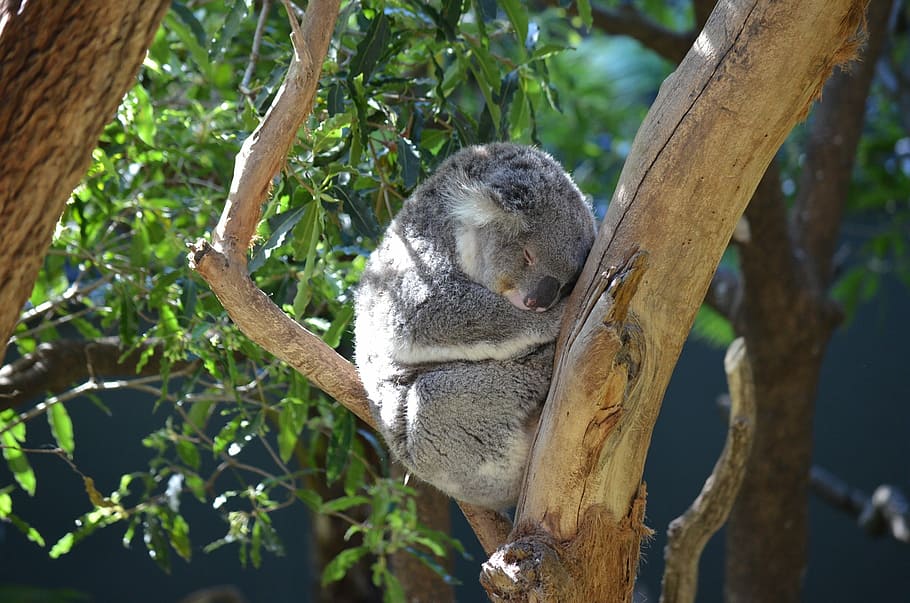 cinza, coala, dormindo, sentado, galho de árvore, dia, marsupial, animal, fofa, austrália