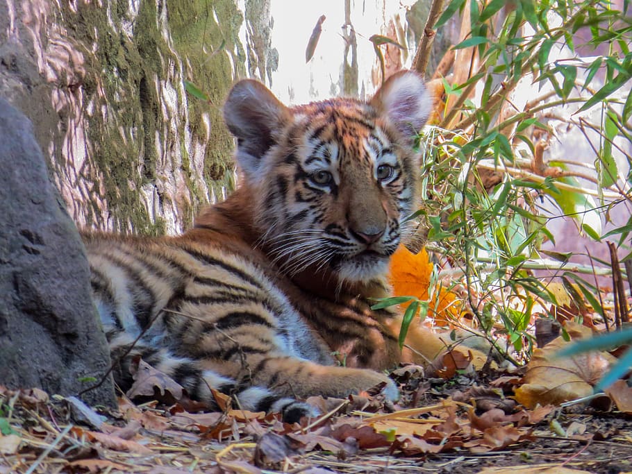 tiger, young animal, young tiger, tiger cub, cute, close up, nuremberg, stripes, big cat, animal