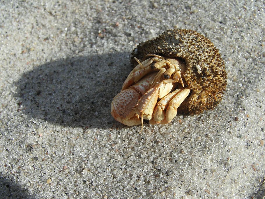sand, cancer, hermit crab, crab, sea, claw, beach, animal, crustacean, animal Shell