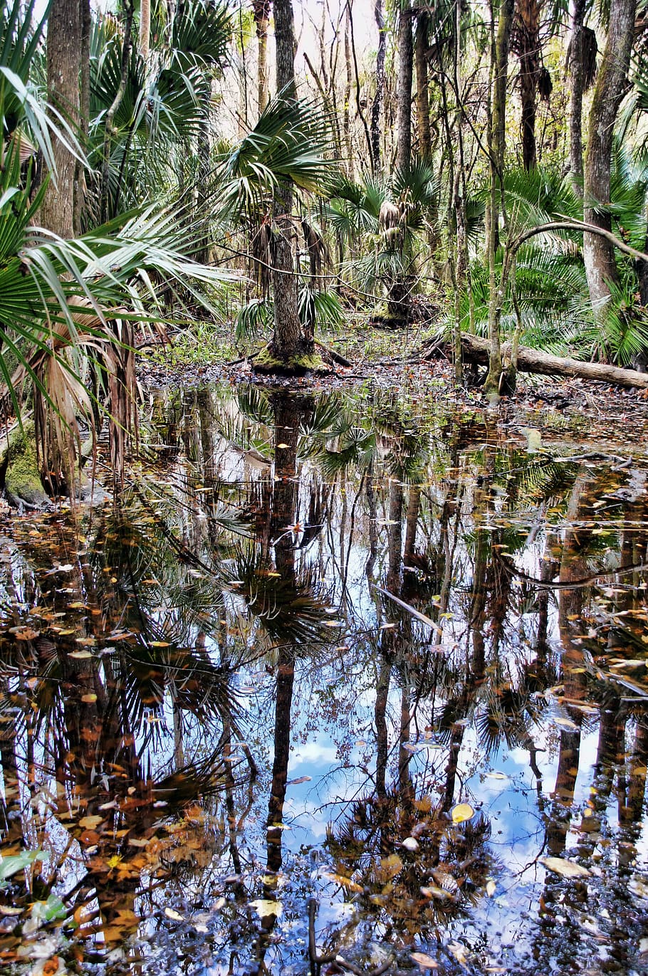 florida, highlands hammock state park, jungle, swamp, green, palm trees, wetland, nature, landscape, plant