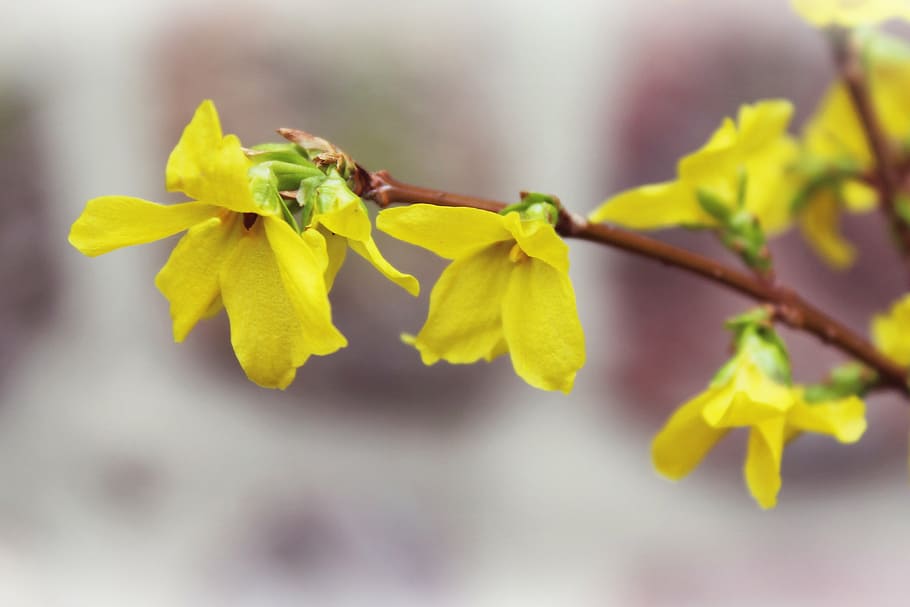 yellow, forsythia flowers selective-focus photography, forsythia, bush, spring, golden bells, gold lilac, ornamental shrub, bloom, blossom