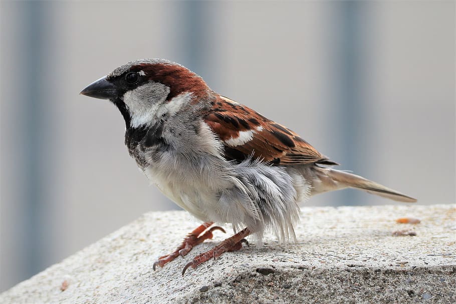 animal, bird, sparrow, sperling, feather, plumage, nature, one animal, animal themes, focus on foreground
