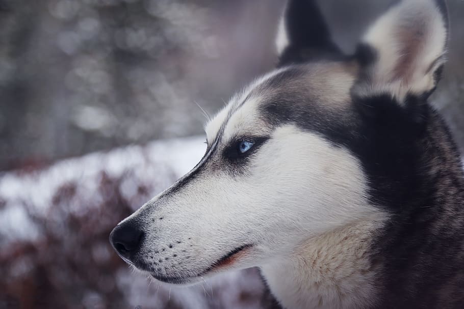 alaskan malamute, snowfield, animal, close-up, dog, husky, pet, siberian husky, one animal, animal themes