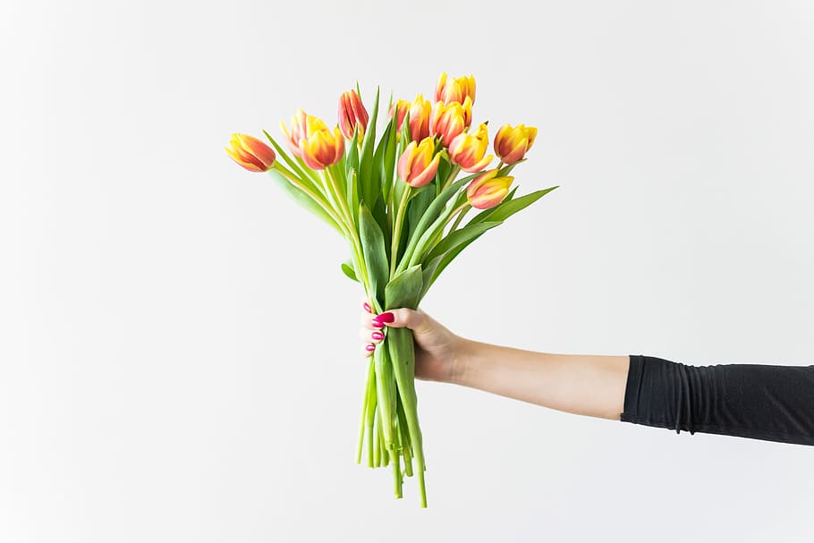 Joven, mujer, tulipanes kees nelis, celebración, ramo, tulipanes, cumpleaños, flores, manos, kees nelis