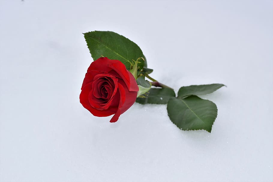 mawar merah di salju, simbol cinta, cinta sejati tidak pernah mati, musim dingin, salju, romantis, dingin, embun beku, di luar rumah, bunga