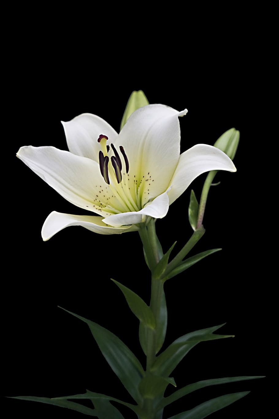 selective, focus photography, white, lily flower, lily, isolated, blossom, bloom, flower, blossomed