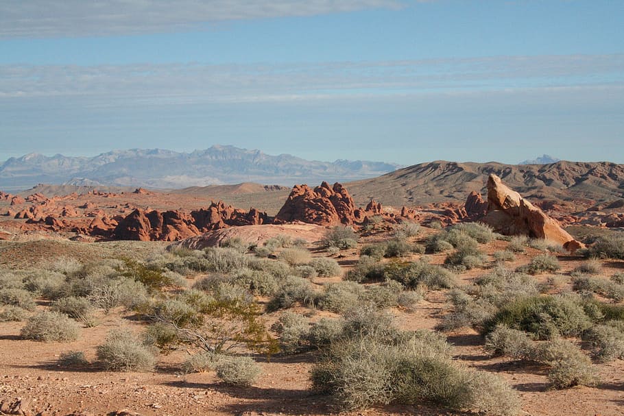 Usa, Nevada, Valley Of Fire, animals in the wild, nature, landscape, animal themes, day, environment, tranquil scene