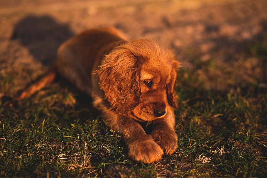 brown, american cocker spaniel puppy, lawn grass close-up photo, animals, dogs, puppies, domesticated, cute, adorable, ears