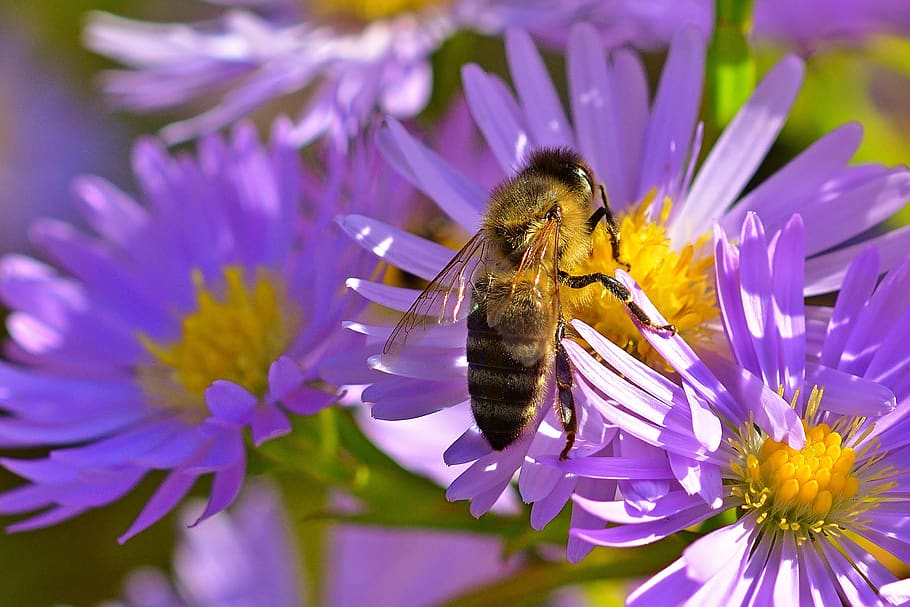 autumn, nature, aster, bee, garden, flowering plant, flower, animal themes, insect, animal