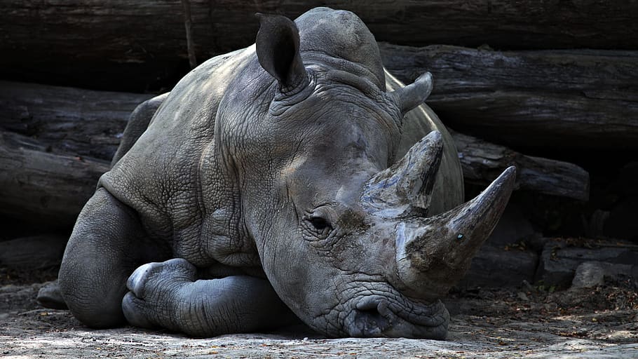 animals, mammals, rhinoceros, rhino, rest, lie, lay, horns, ground, dirt