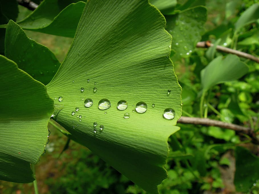 foliage, ginkgo leaf, ginkgo, ginkgo biloba, fern pine, green leaf, green, just add water, raindrop, plant