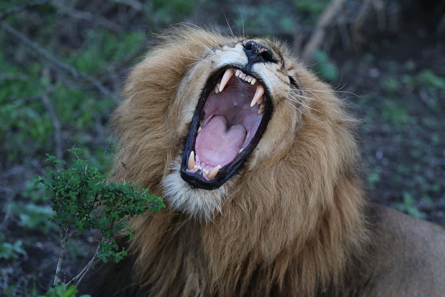 ライオン, とどろく, 動物園, 口, 開く, 歯, 口を開ける, 危険, 動物, 捕食者