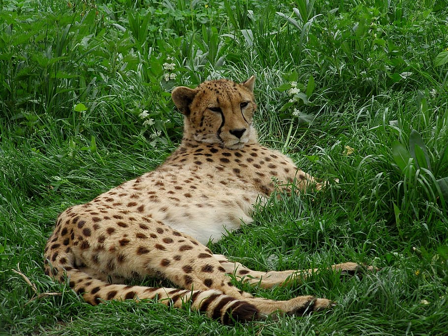 cheetah, kucing besar, kucing, chita, rumput, tema hewan, hewan, tanaman, mamalia, hewan di alam liar