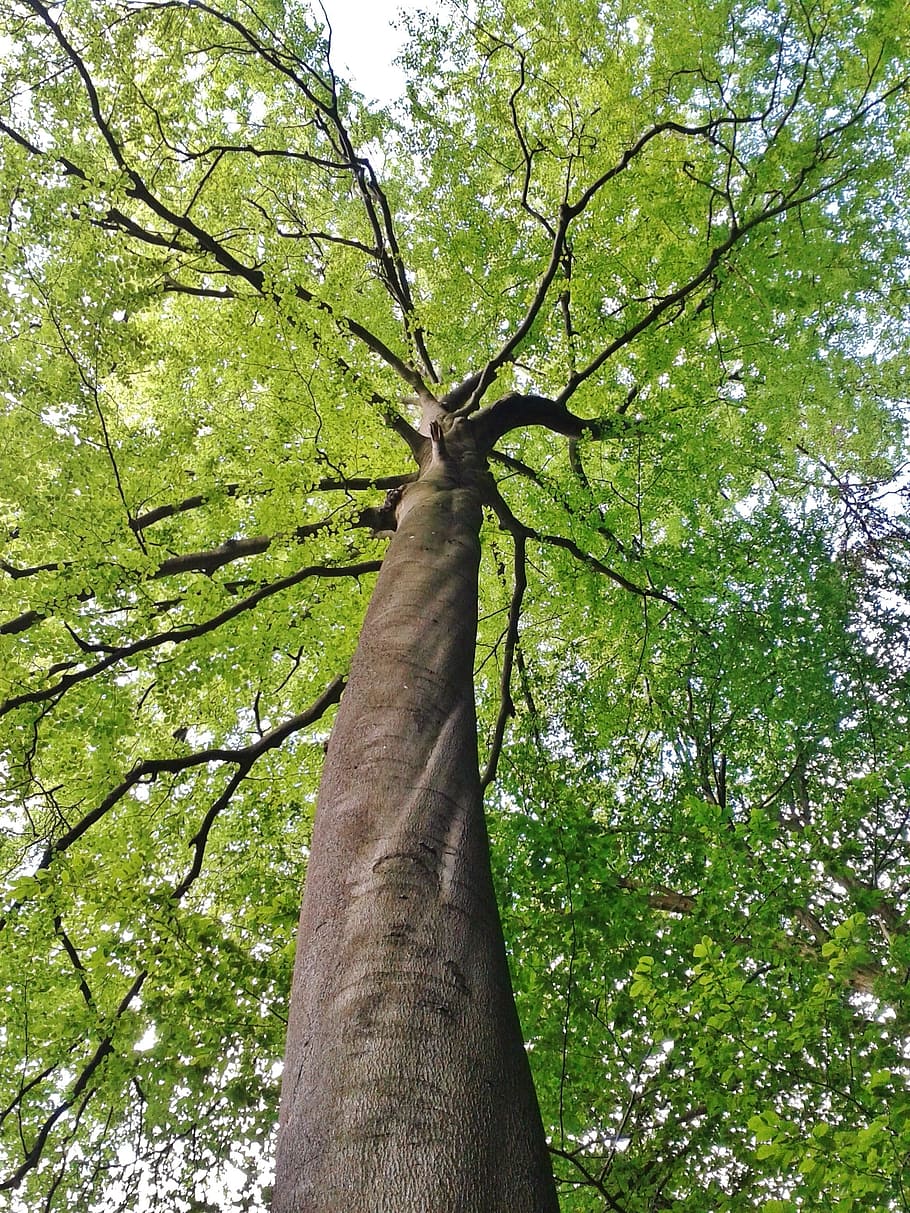 green tree, beech, beech tree, crown, tree, leaves, aesthetic, branches, green, canopy