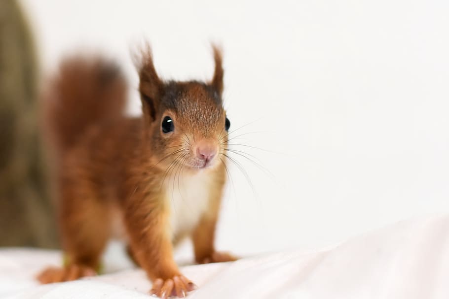 squirrel, young animal, small, young, cute, rodent, furry, sitting, button eyes, animal