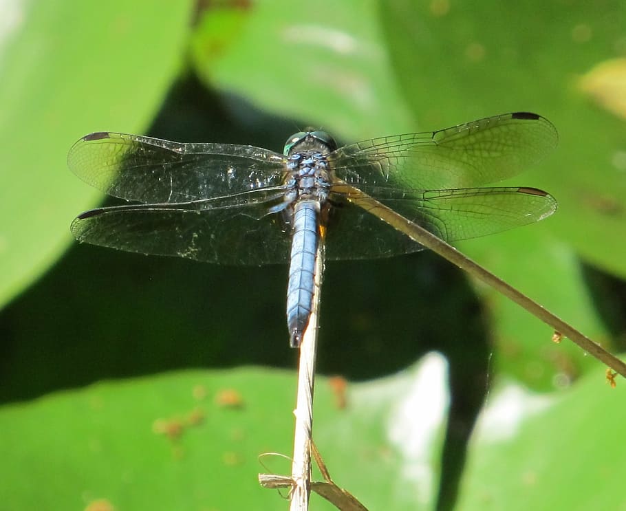 dragonfly, blue-eyed darner, insect, bug, wings, eye, macro, plant, leaf, portrait