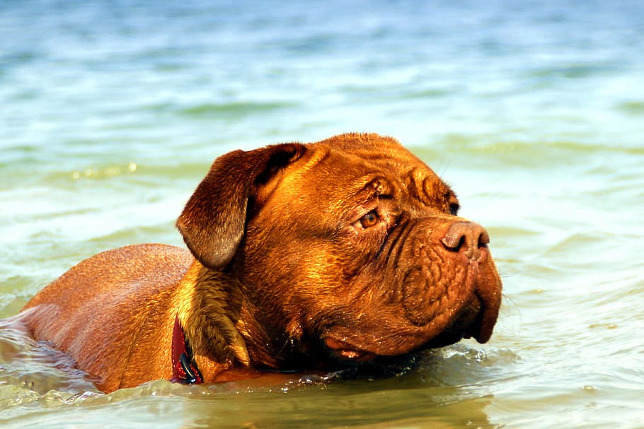 bordeaux, dog, de, dogue, water, muddy, lake, bathing, puppy, nature