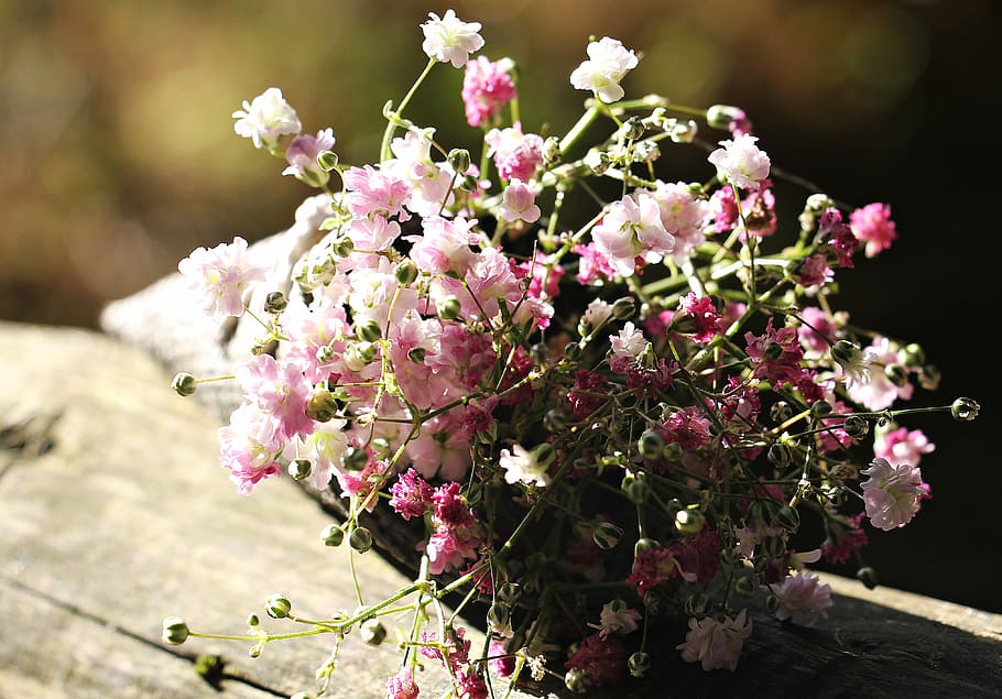 foto de foco, branco, rosa, flores, saco sementes gypsofilia, gypsophila, saco, flor ornamental, planta ornamental, natureza