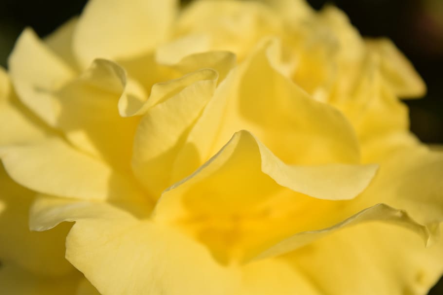 Background, Close, Yellow, Blossom, rose, bloom, rose bloom, flower, petals, nature