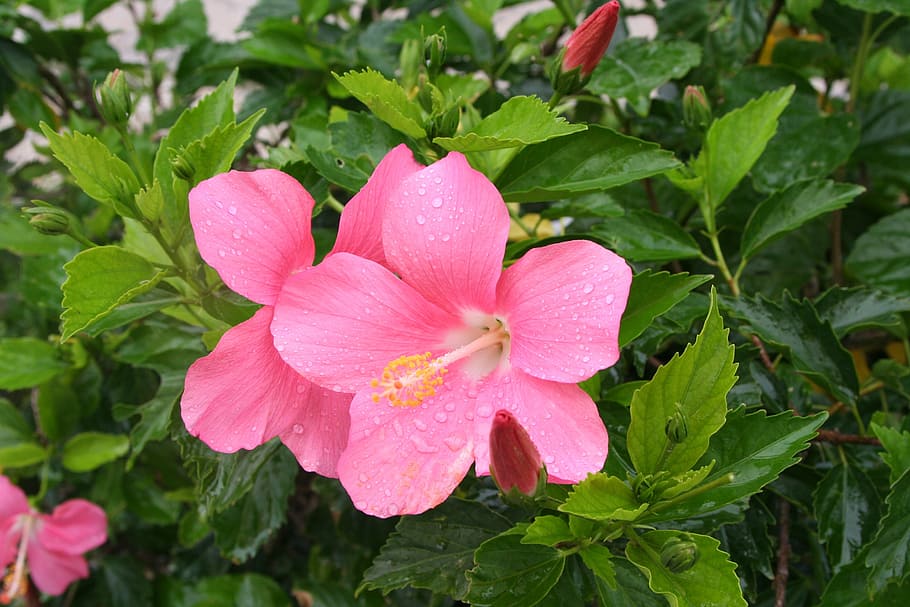 Hibiscus, Drop Of Water, Call, rain, ishigaki island, outlying islands, pink, flowers, green, small