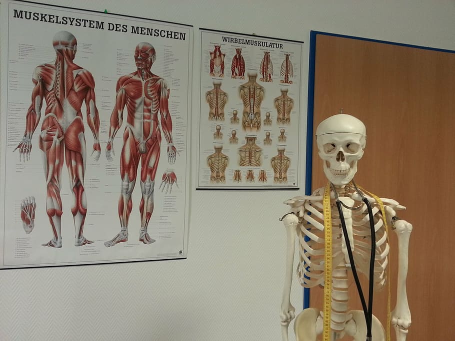 esqueleto de tamaño natural, sala, esqueleto, hueso, anatomía, estructura ósea, músculos, hospital, médico, sala de médicos