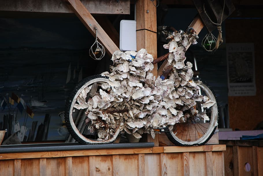 bike, covered, shells, oysters, wood - material, hanging, day, built structure, metal, architecture