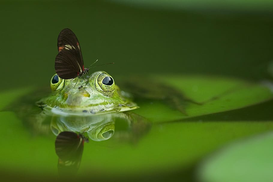 black, butterfly, top, frog, head photo, pond, mirroring, nature, water, reflection