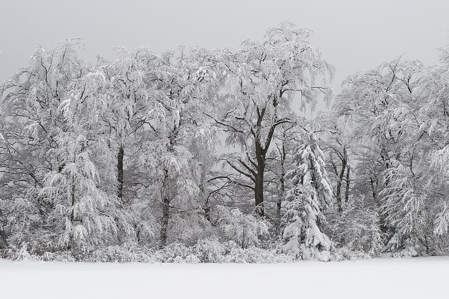 árboles en el campo de nieve, bosque, invernal, nevado, magia de invierno, árboles, invierno, nieve, naturaleza, árbol