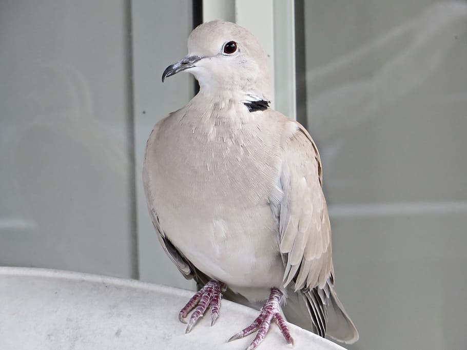 Birds, Australian, Brisbane, Suburban, unknown, dove-like, fawn while, collared, tame, unafraid