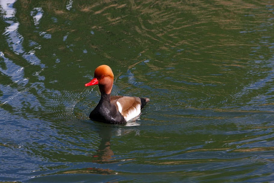 pochard, red headed pochard, duck, bird, swimming, water, animal, wildlife, nature, outdoors