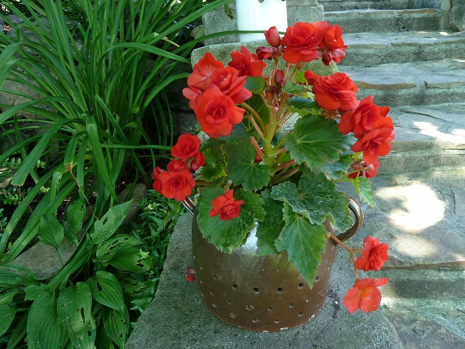 Nature, Potted, Flowers, Begonia, potted flowers, red, flower, leaf, green color, plant