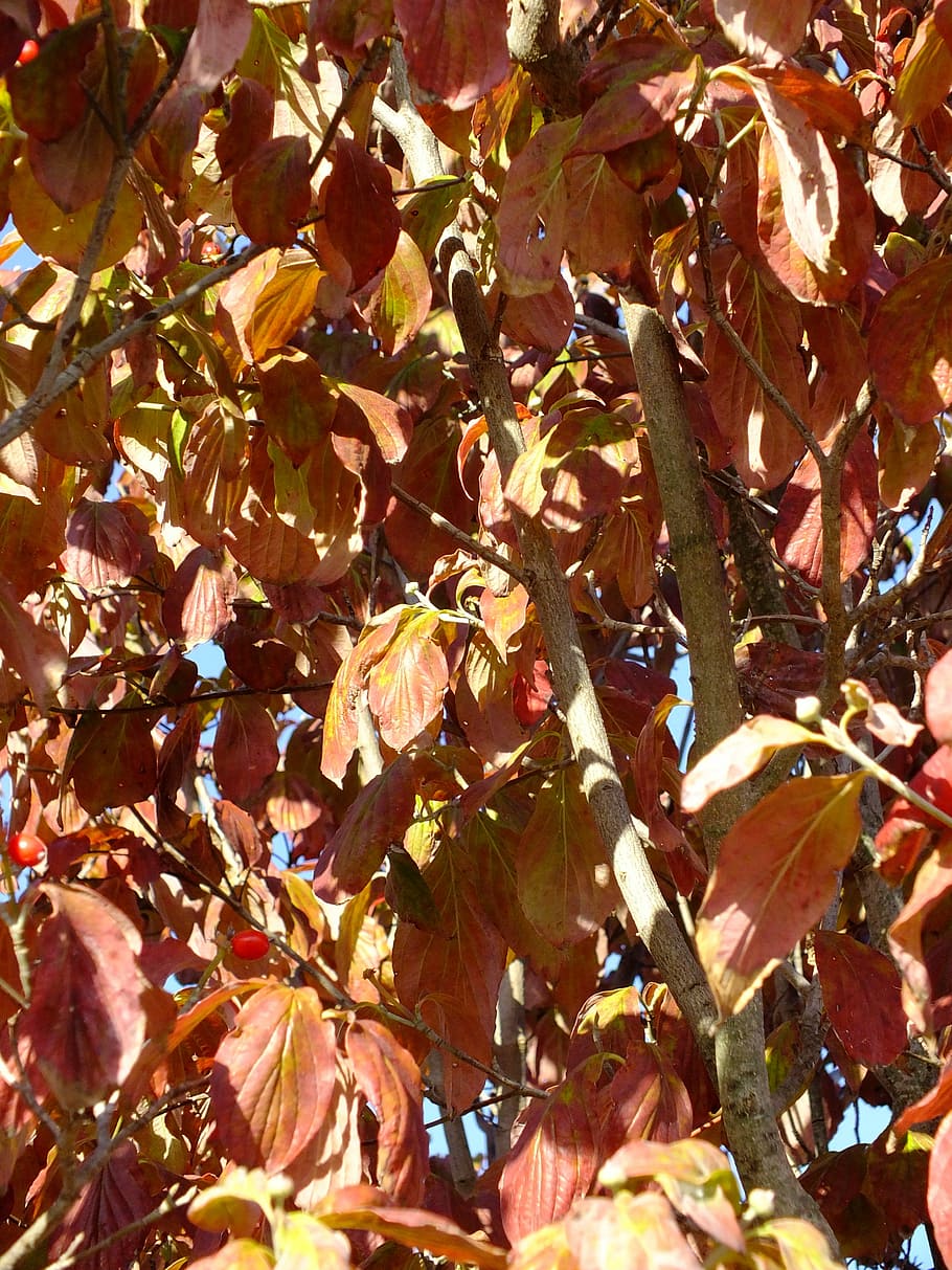 葉 ハナミズキ 季節 秋 金色 秋の葉の背景 10月 自然 フルフレーム 変更 Pxfuel