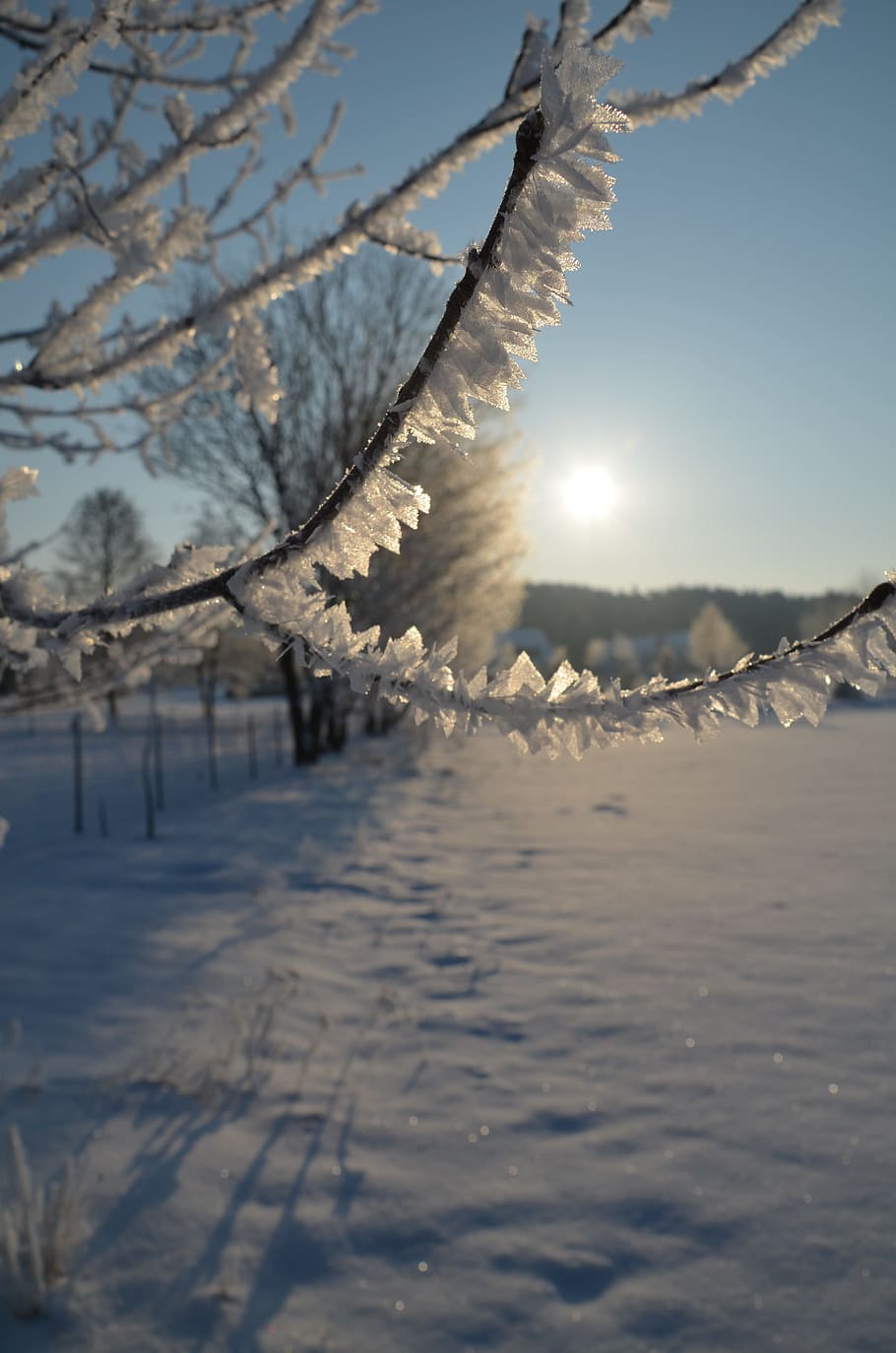 Magia de inverno, Frio, Congelado, inverno, nascer do sol, neve, temperatura fria, árvore, natureza, gelo