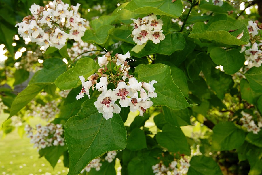 Платан цветет фото nature, flowers, catalpa, whites, tree, flower, plant, summer, leaf, springtime 