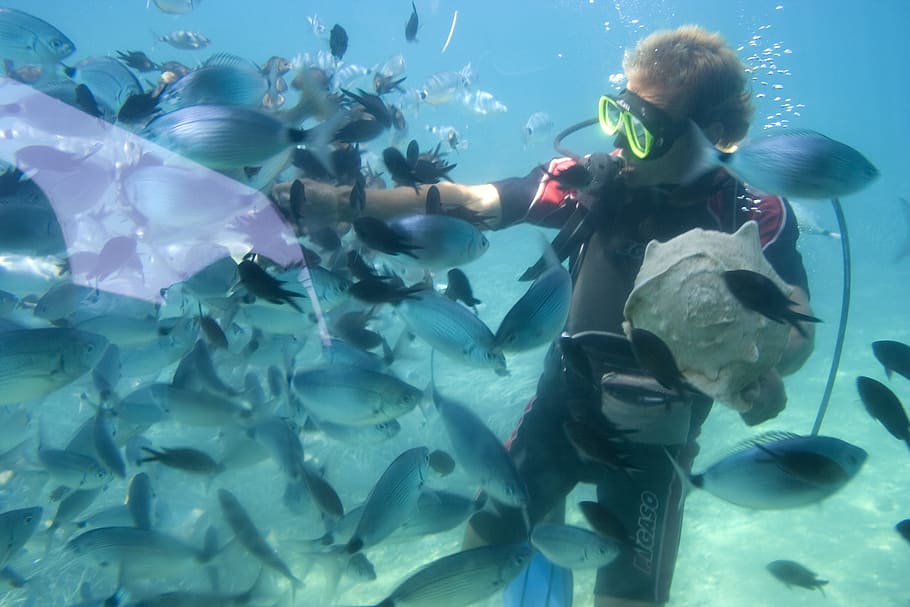 man, underwater, surrounded, school, fish, Animals, Aqua, Deep, Dive, Diver, blue
