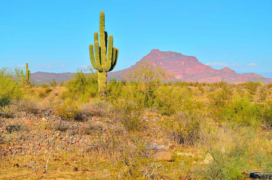 desierto, paisaje, cactus, naturaleza, sahara, viajes, caliente, rojo, utah, arena