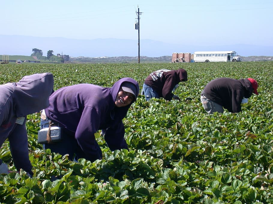 four, people harvesting, green, leafy, vegetables, daytime, ingathering, strawberry, hardwork, field
