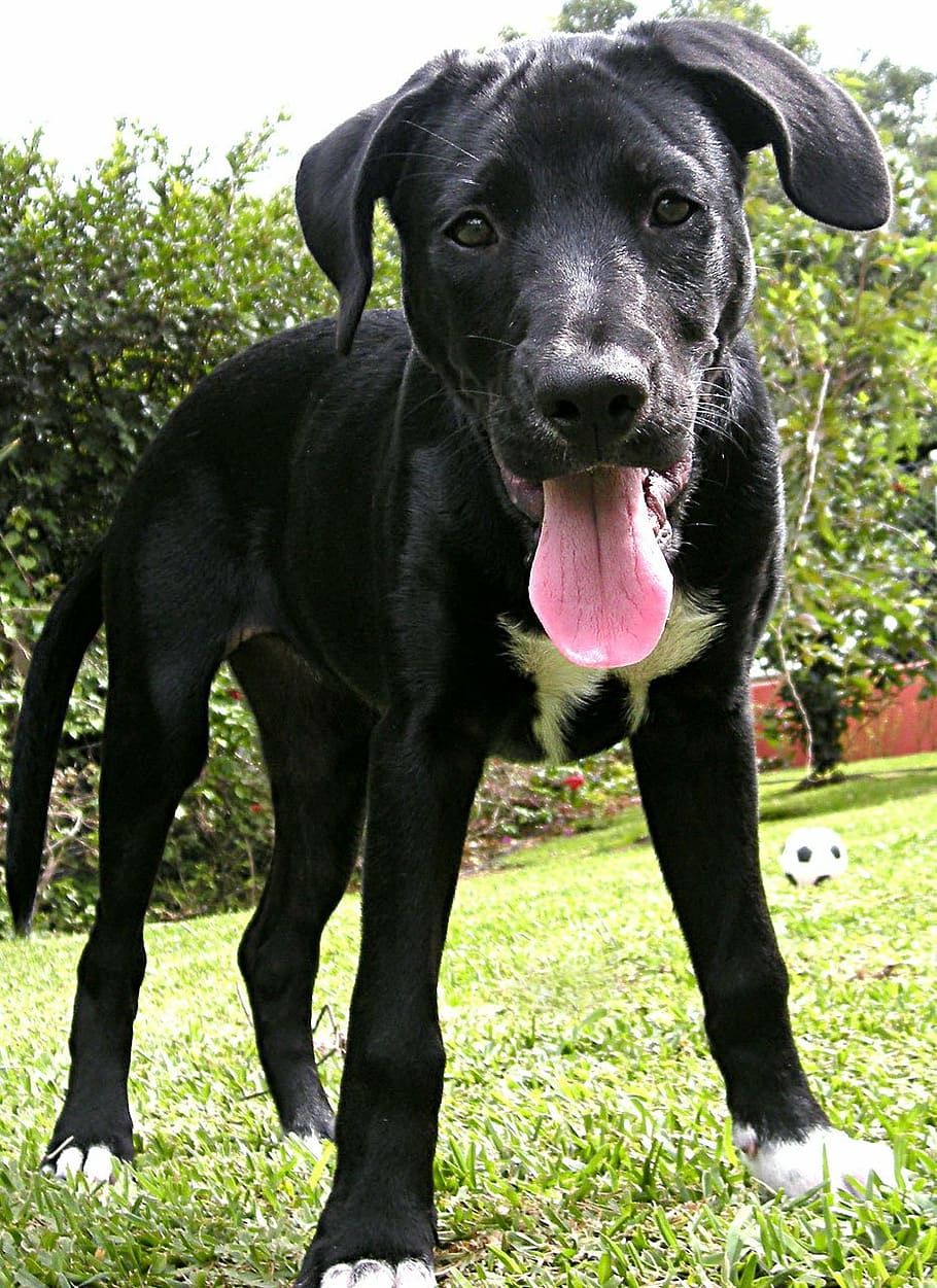 labrador retriever, puppy, lab, labrador, black lab, black labrador, dog, canine, pets, domestic animals