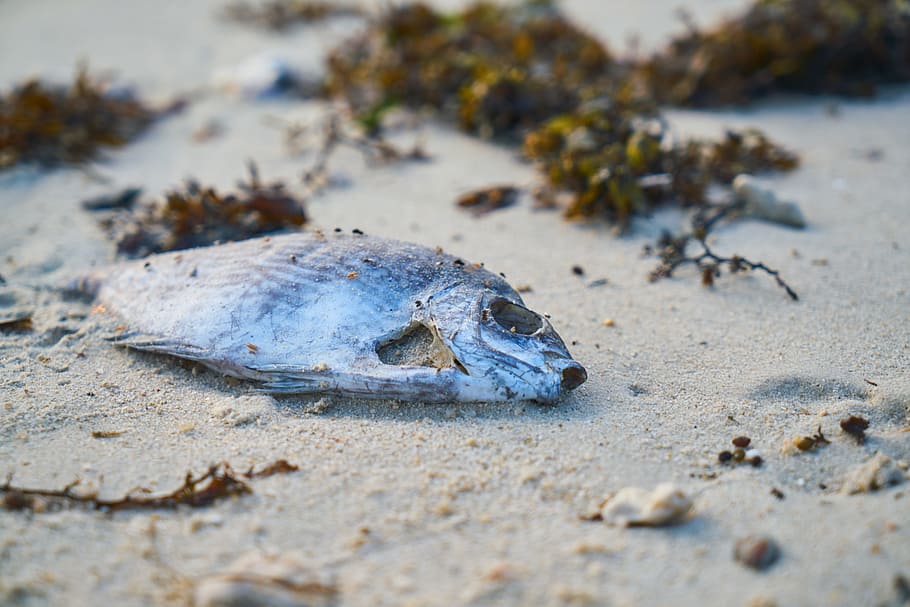 gray fish, gray, fish, see, the pollution, animal, beach, dead animal, environment, ugliness