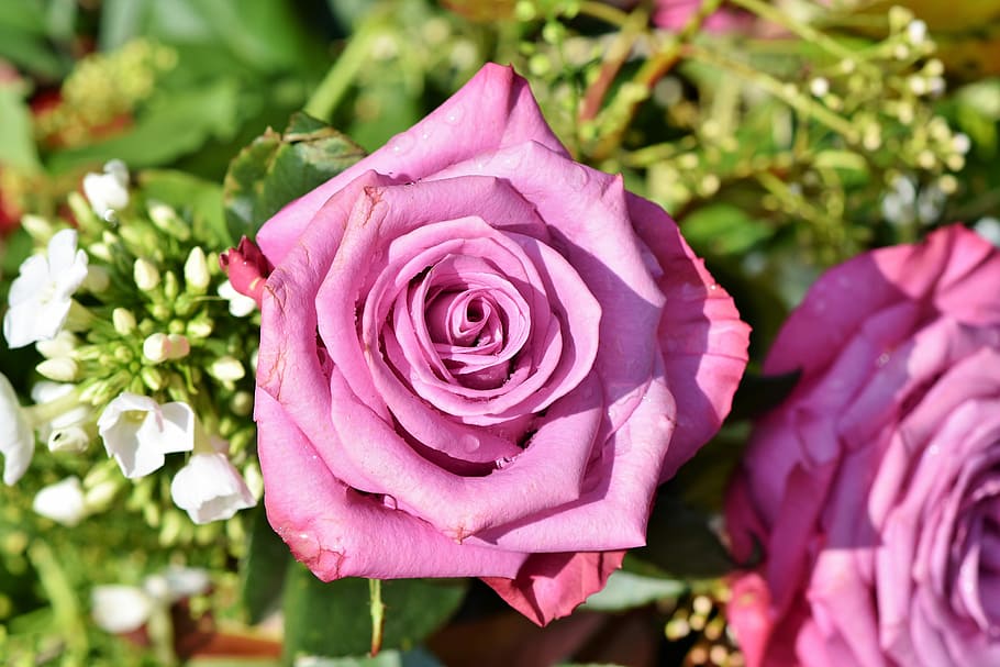 bunga mawar merah muda, mawar, mawar mekar, mawar merah muda, taman, indah, mekar, romantis, bunga, tanaman