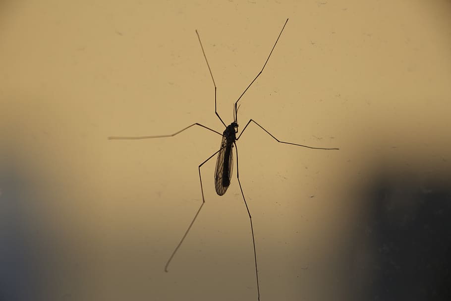 insect, close-up, bug, crane-fly, daddy-longlegs, nature, animal, mosquito, spider, arachnid