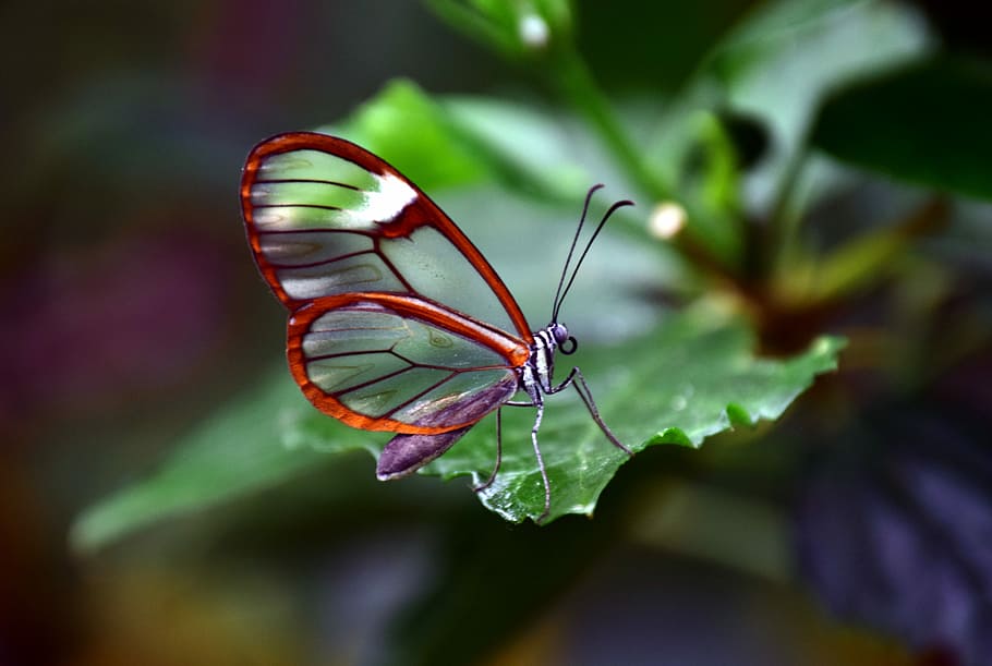 greta oto butterfly, perched, green, leaf, glass falter, transparent, tender, invisible, sensitive, protection